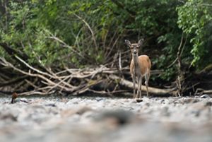 A lone Sitka black-tailed deer stands in a rocky riverbed in a forest.