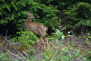 A mother Sitka black-tailed deer stands in a forest with her fawn at her heel.