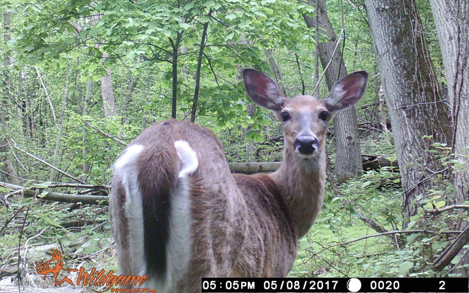 Deer A deer turns around and looks into the nature cam. © The Nature Conservancy