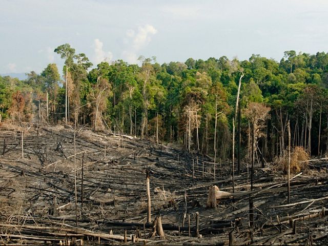 Tropical forest areas that have been deforested through a process of slash and burn to open areas for agriculture and subsistence farming in the Kalimantan region of Borneo, Indonesia.   