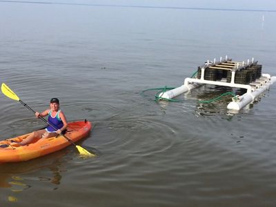 A woman in a kayak hauls an oyster rig for an Alabama farm.
