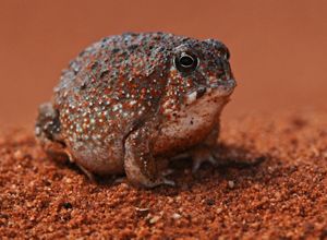 Desert Spadefoot Toad found in the Tanami Desert, NT