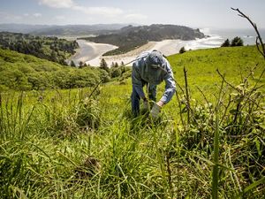 Conservancy staff and volunteers hike up to Cascade Head Preserve in Otis, Oregon to remove invasive Himalayan blackberry bushes