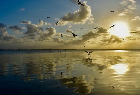 Several birds fly over a body of water as the sun sets, creating a yellow glow.
