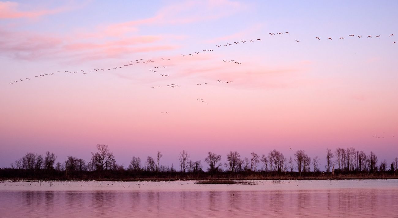 A large flock of birds fly over a tranquil lake lined by trees at dusk.