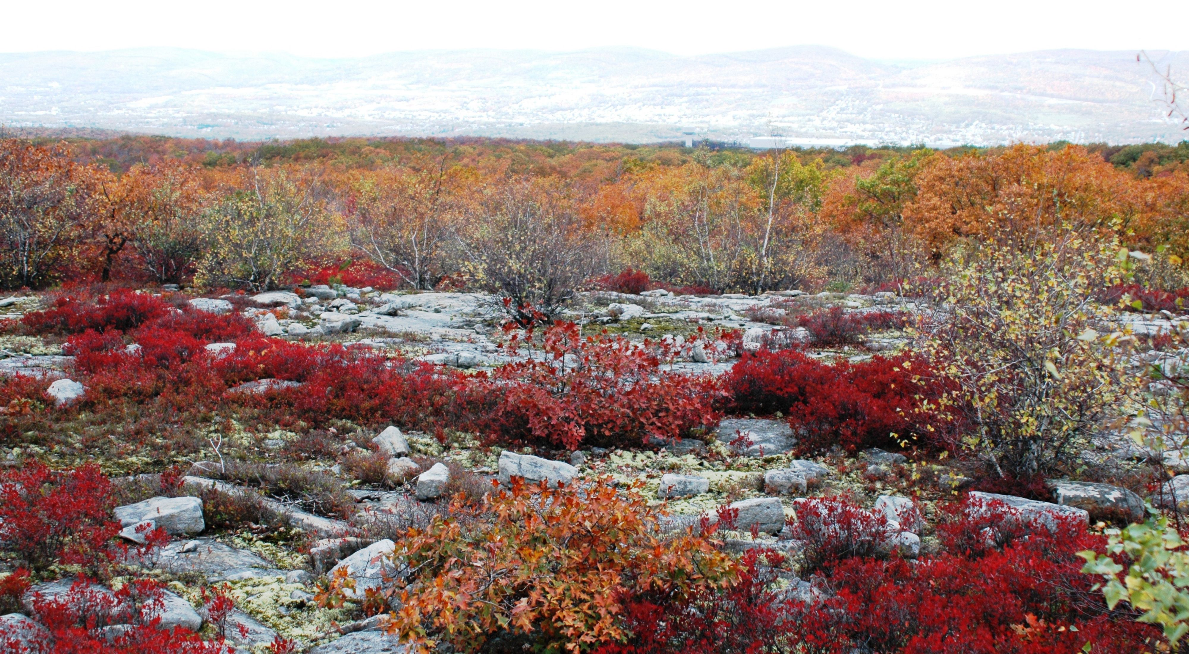 Colorful shrubs surround a rocky landscape. Low, bright red bushes grow in between the flat gray rocks of an open plateau. The tops of trees leafed out in bright orange line the background.