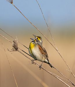 Dickcissel singing on a prairie plant branch.