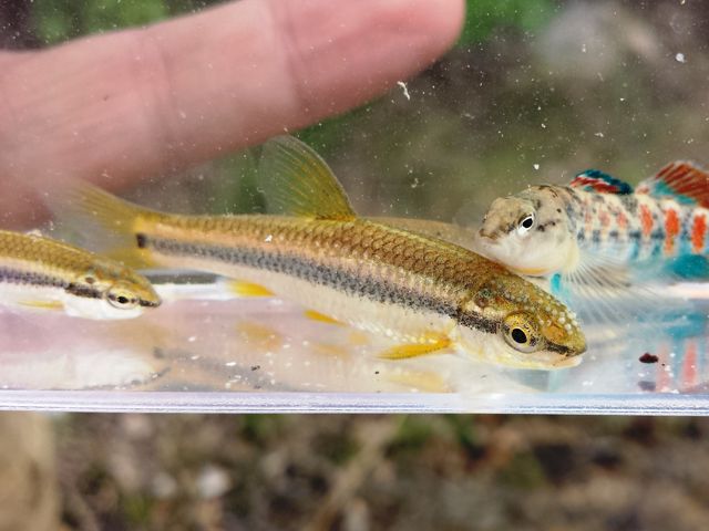 Three colorful fish with orange, yellow, or blue stripes sit in a clear sample container of water.
