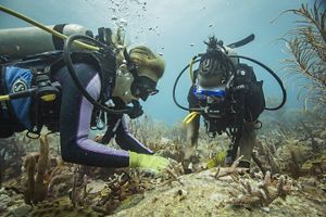 Underwater view of two divers outplanting coral.