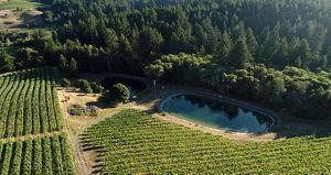 Aerial view of two oval, blue-green ponds with trees on one side and rows of grape plants on the other.