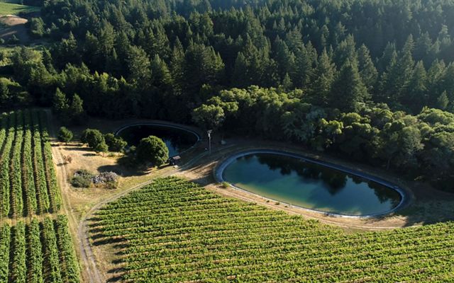 Aerial view of two oval, blue-green ponds with trees on one side and rows of grape plants on the other.