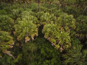 A field of green palm trees.