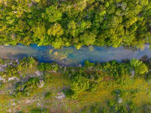 A clear blue stream meanders through dense green brush.
