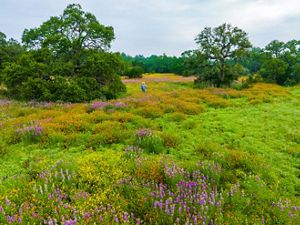 A man in a cowboy hat stands a colorful field of bright green grass with vibrant purple, orange, and yellow flowers blooming.