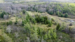 Aerial view of a dense green forest of red spruce trees.