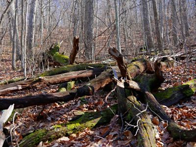 Fallen trees on a forest floor, covered in moss and surrounded by dead leaves and bare tree trunks.