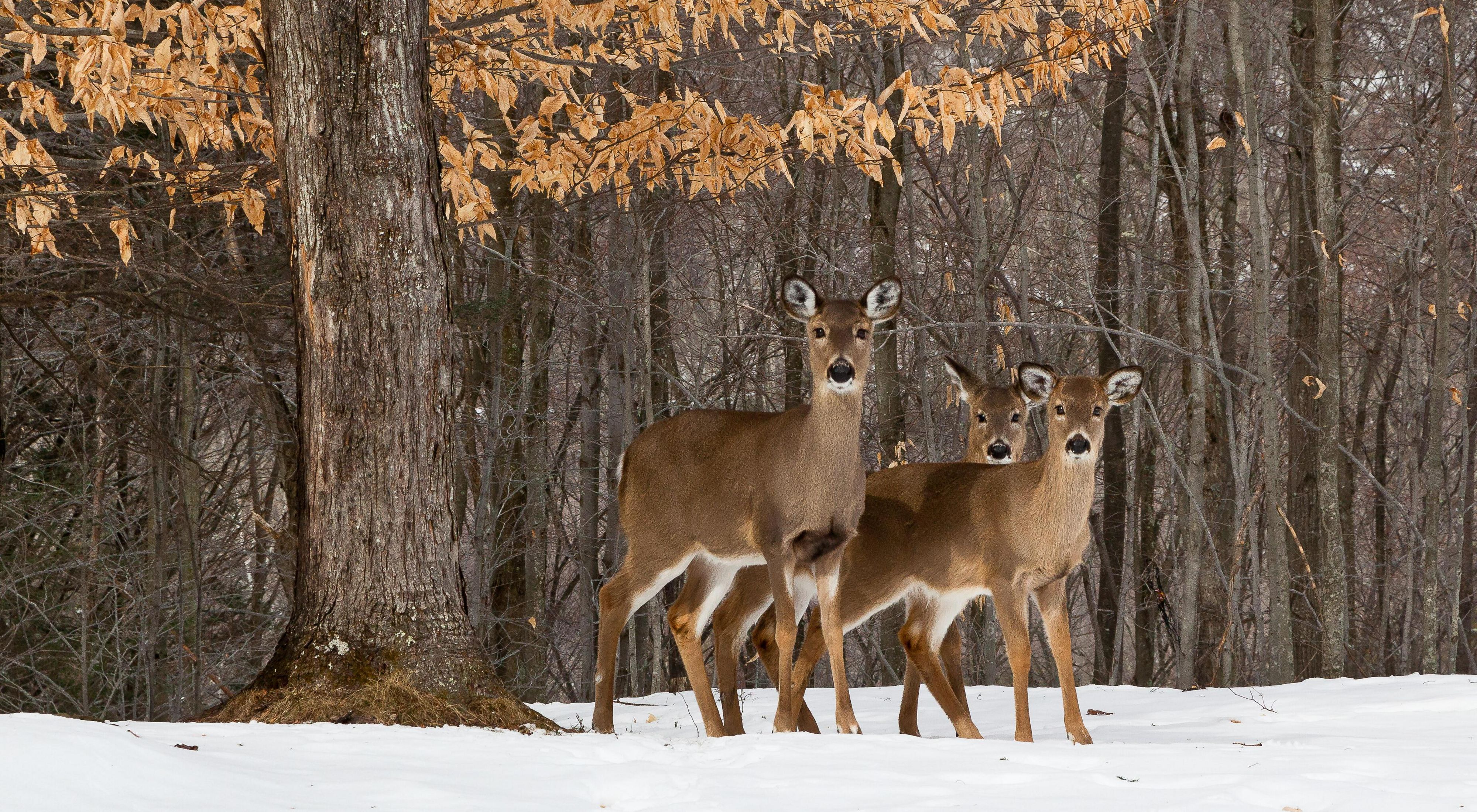 Three white-tailed deer stand in snowy forest.