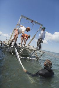 Three people stand at the end of a boat. An apparatus attached to the boat allows them to 'mow' and collect eelgrass shoots from submerged beds of aquatic grass in the coastal bay.