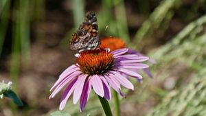 A small brown and orange butterfly sits in the middle of a pink flower with an orange eye.