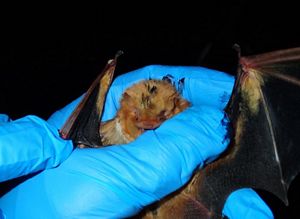 A researcher wearing a blue glove holds a bat during a field survey