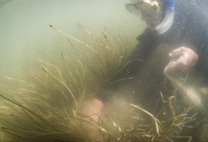 Underwater view of a snorkler collecting eelgrass shoots. A person floats above a patch of seagrass meadow. Sediment muddies the water where the person is grabbing a large handful of grass.