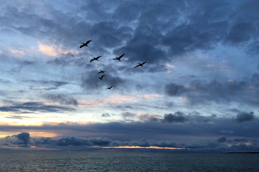 Sunrise over the Chesapeake Bay. A thin sliver of yellow is visible at the horizon between the gently lapping water and heavy, dark bank of clouds. Seven pelicans fly overhead in a V formation.