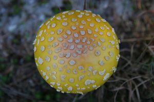 Close-up of a yellow mushroom on forest floor.
