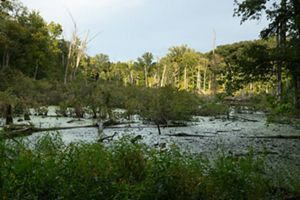 Wetland surrounded by the forest of Douglas Woods Nature Preserve.