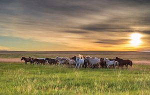 Grasslands in Mongolia.