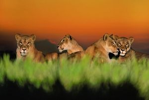 Female lions lounge in the grass at dusk.