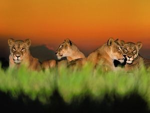 Female lions lounge in the grass at dusk.