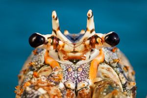 A photograph features an extremely close-up image of a spiny lobster's face.