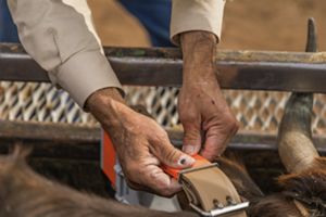 Close up of two hands buckling a collar on a brown cow with horns.