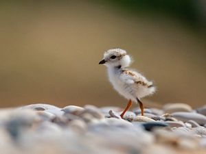 Baby piping plover on a stone beach
