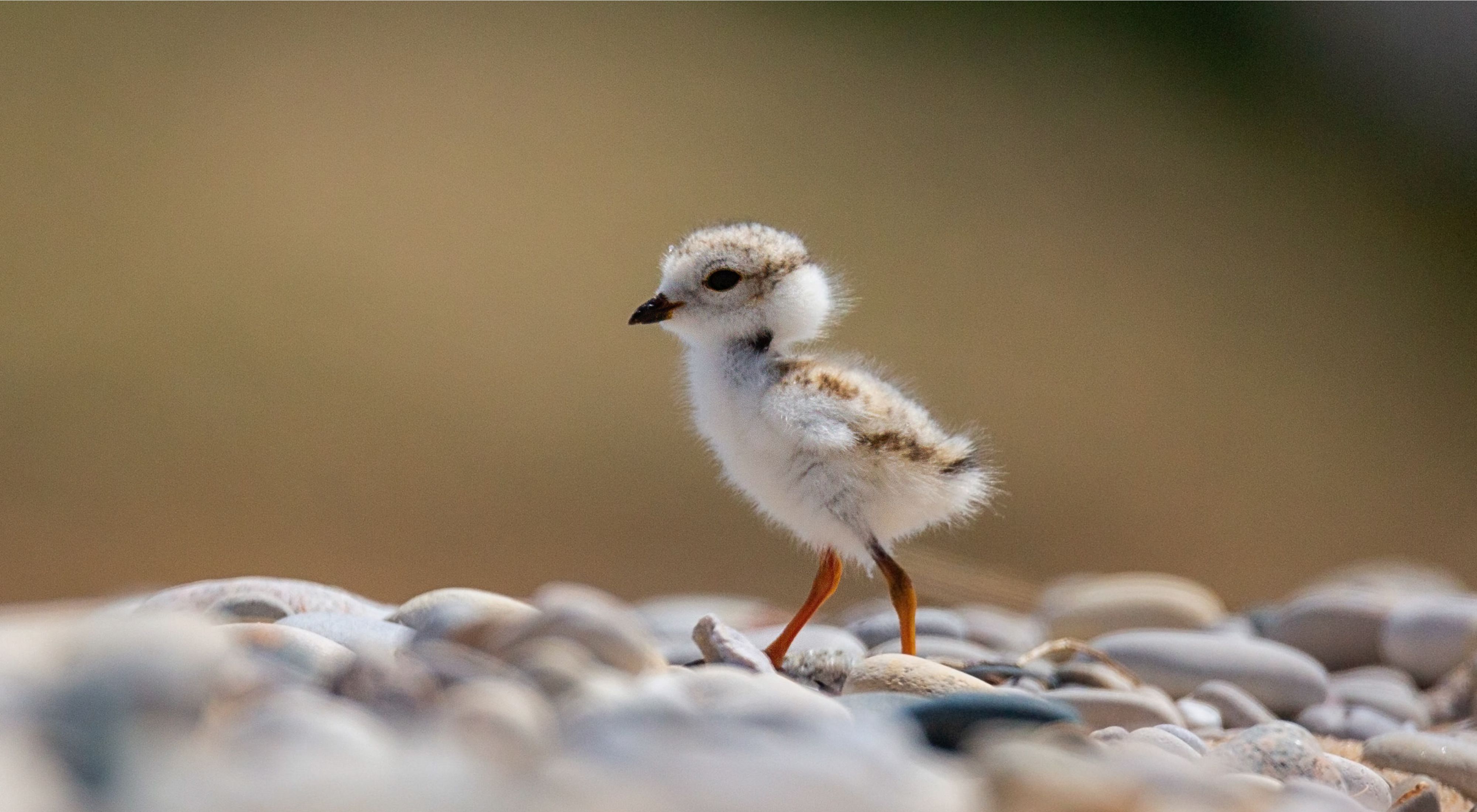 Piping plovers nested at the Zetterberg Preserve at Point Betsie for the first time in several decades. Piping plovers are federally endangered species and there were only 74 pairs of nesting piping plovers in the Great Lakes region in 2019. Partners that helped protect these birds include researchers from the University of Minnesota, US Fish and Wildlife Service, and Great Lakes Piping Plover Recovery Effort.