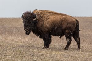 A large bison standing in field.