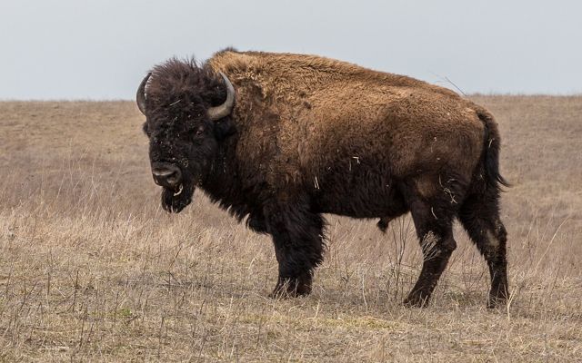 A large bison standing in field.