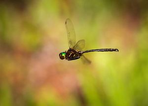 Closeup of a flying dark-colored dragonfly with a green head.