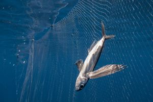 a flying fish stuck in a drift fishing net.
