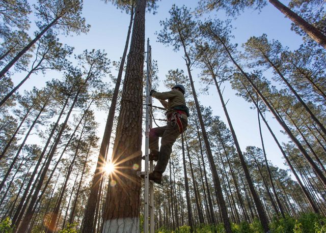 Dr. Byan Watts of the Center for Conservation Biology climbs a pine tree to band the first red-cockaded woodpeckers to be born on Big Woods WMA, May, 2019.