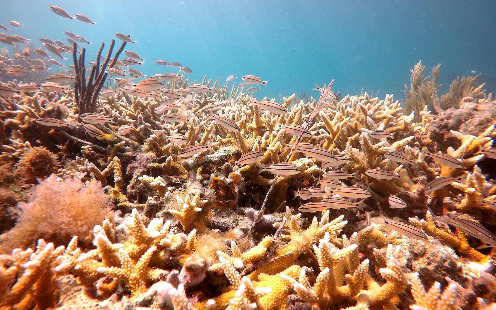 
                
                  The Challenge Coral reefs have been in decline since the 1970s due to a number of stressors; some still exist and some have been reduced. Live coral cover is currently less than 10%.
                  © Rachel Hancock Davis/TNC
                
              