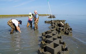 Three people in waders work in shallow water as part of an oyster reef restoration project.