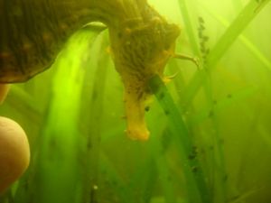 Seahorse underwater amongst eelgrass.