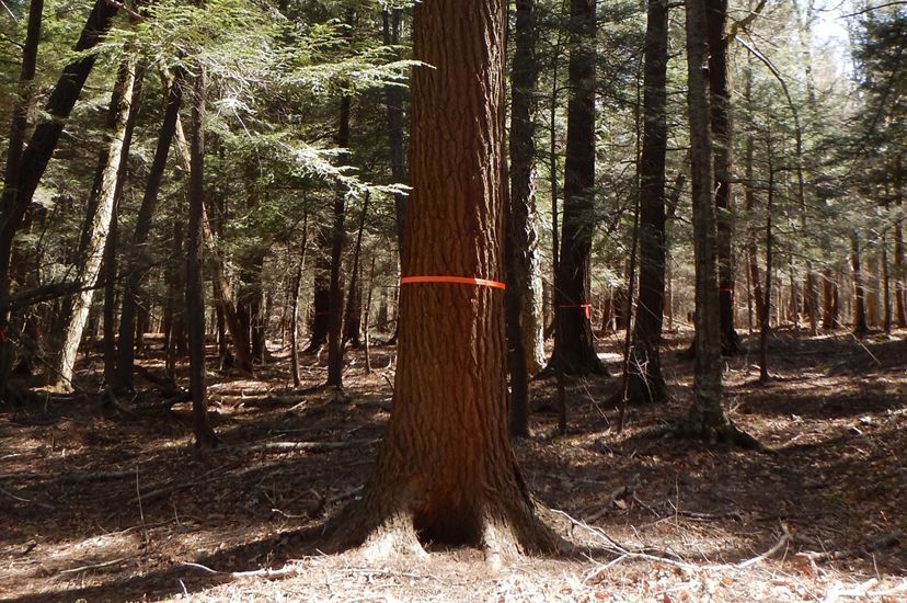 Orange ribbon tied around a hemlock tree.