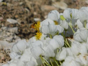 A dwarf bear poppy flower.