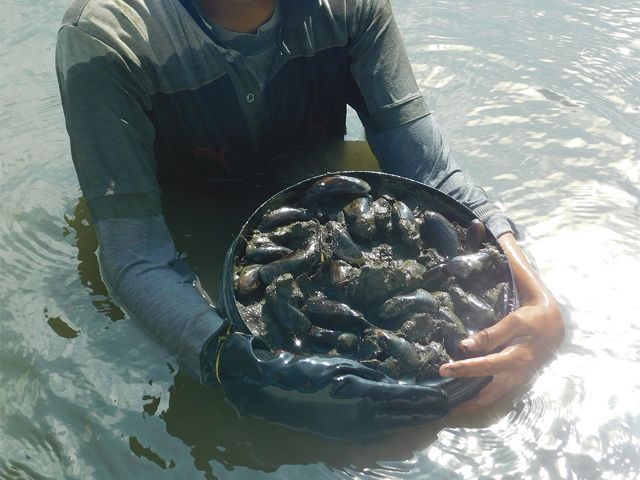 A young man holds a bucket full of mud and conchs while submerged from the waist down.