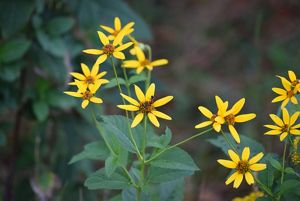 Several yellow flowers bloom on a green leafed bush.
