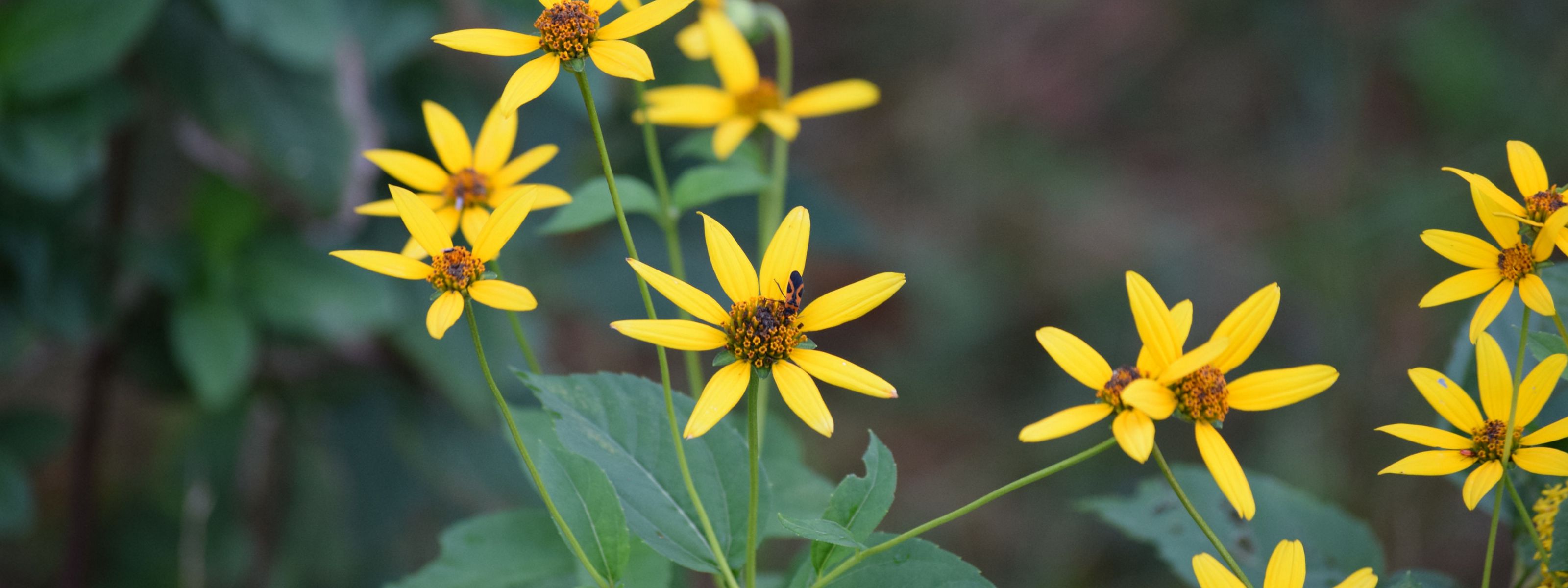 Closeup of yellow flowers with long, thin petals.
