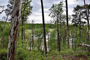 Tall trees obscure the view of a large impoundment lake in the background. Many of the trees are dead or dying due to beaver activity.