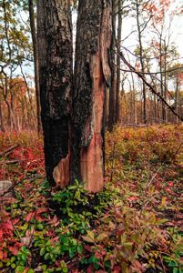Two trees with black char stand in a forest with small green growth at their bases.